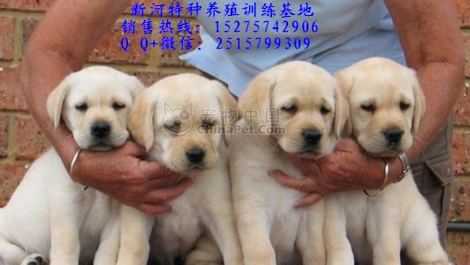 純種拉布拉多犬拉布拉多幼犬什么價位純種拉布拉多幼犬純種拉布拉多成犬純種拉拉犬價格純種拉布拉多幼犬多少錢