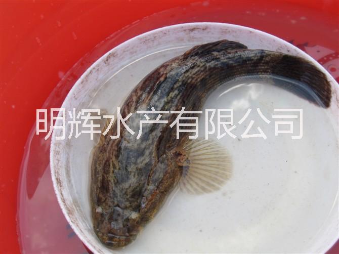 筍殼魚苗廣東筍殼魚苗廠家 廣東筍殼魚苗供應(yīng)商 江門銷筍殼魚苗批發(fā)