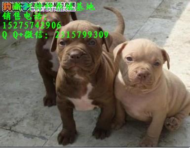 那里有純種比特犬.純種比特犬多少錢一只.比特犬幼犬什么價(jià)格