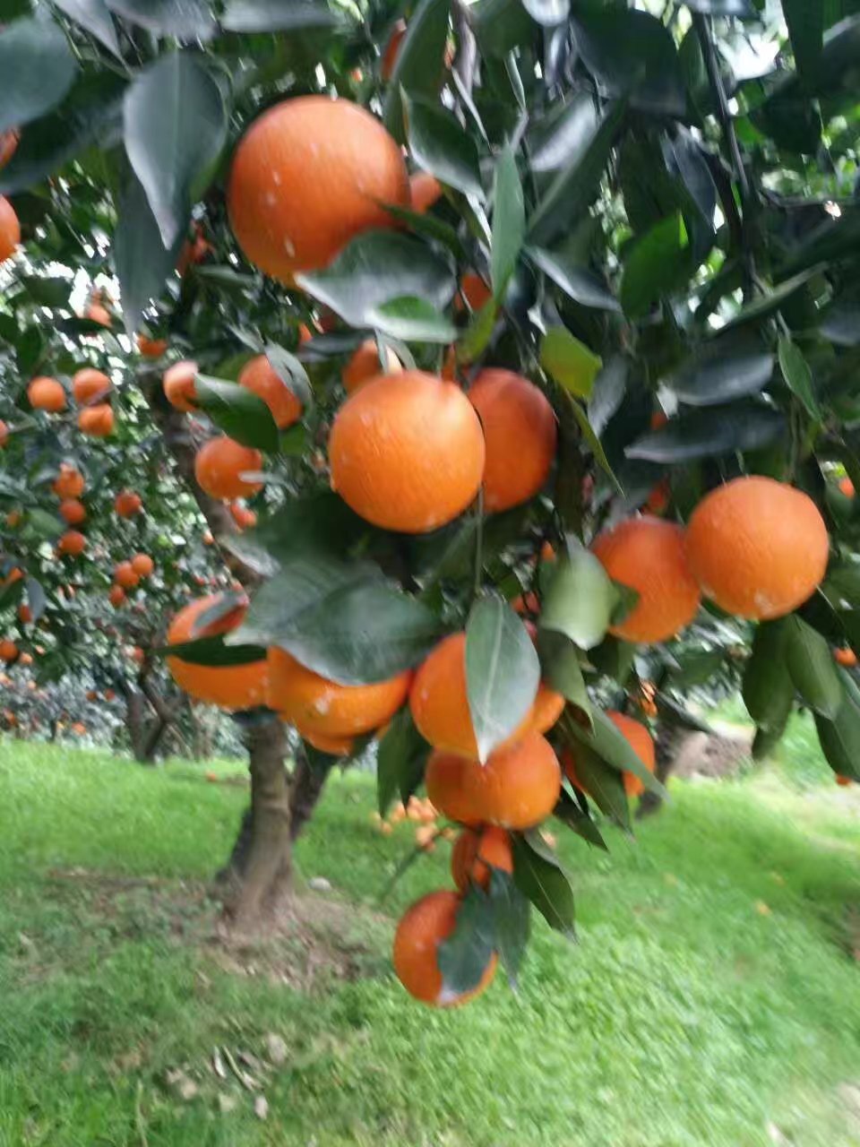 誠信供應宜昌秭歸夏橙