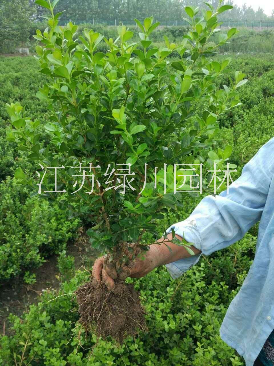 江蘇瓜子黃楊價(jià)格江蘇小葉黃楊基地瓜子黃楊產(chǎn)地價(jià)格江蘇瓜子黃楊批發(fā)