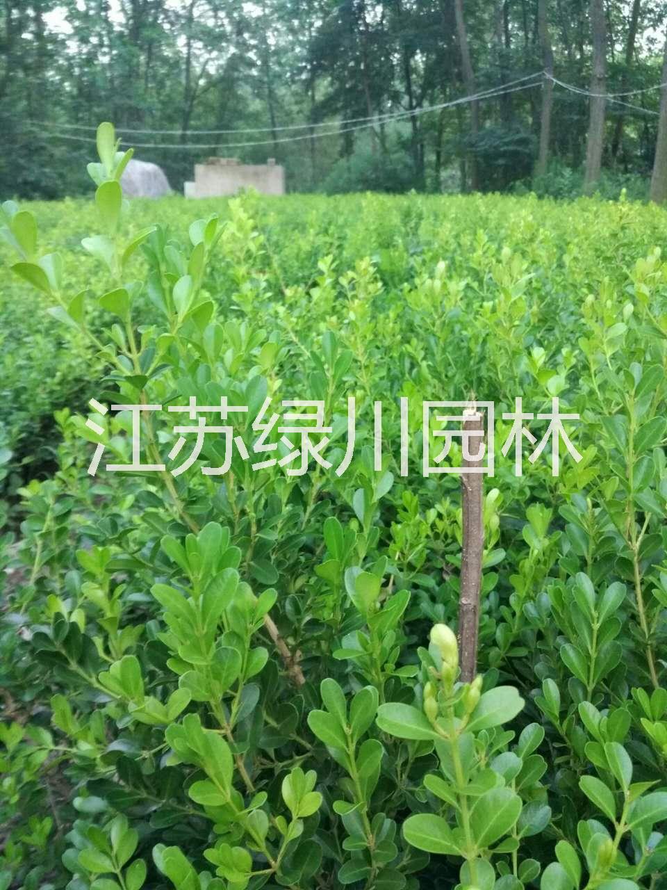 江蘇瓜子黃楊價(jià)格江蘇小葉黃楊基地瓜子黃楊產(chǎn)地價(jià)格江蘇瓜子黃楊批發(fā)