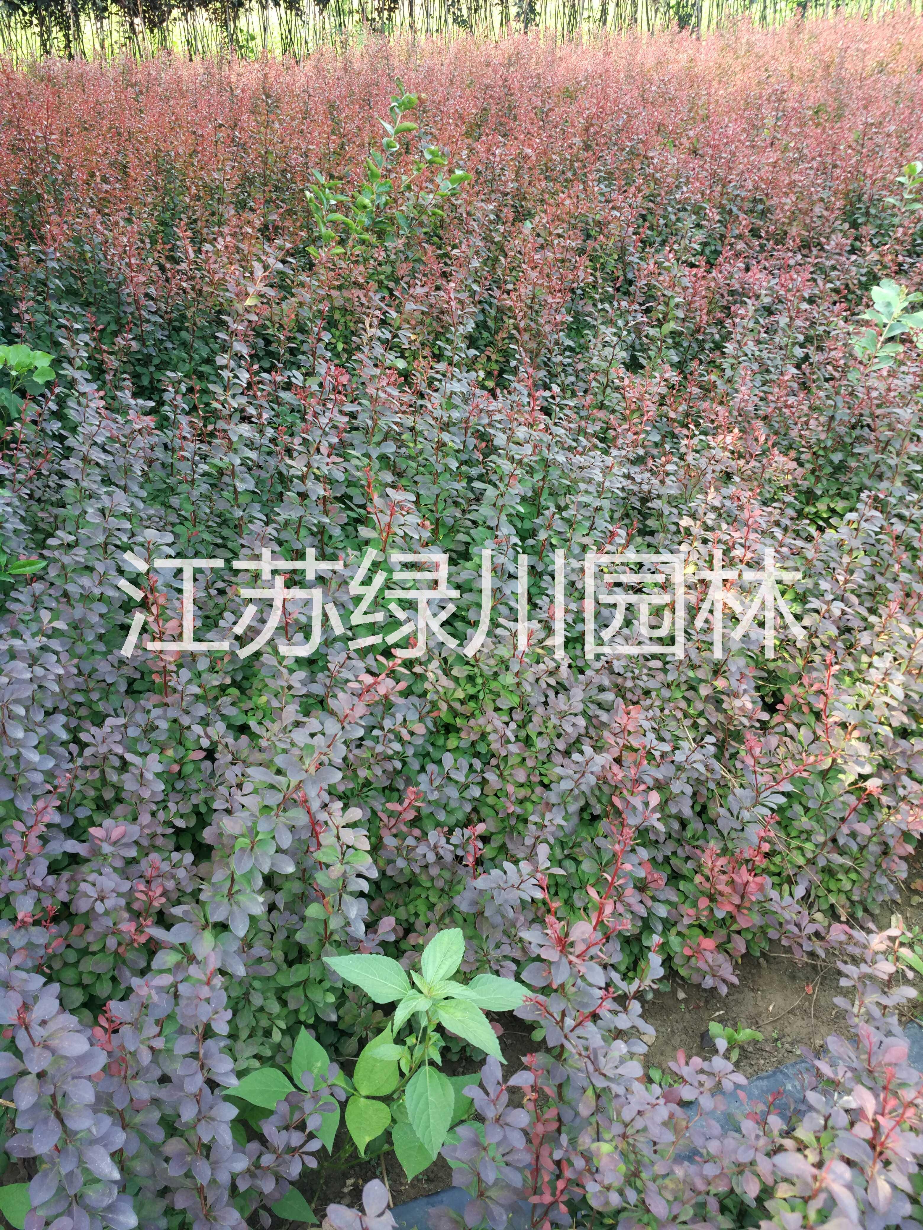 江蘇紅葉小檗種植基地 江蘇紅葉小檗優(yōu)質(zhì)種苗 江蘇紅葉小檗供應(yīng)商 大量供應(yīng)工程苗紅葉小檗