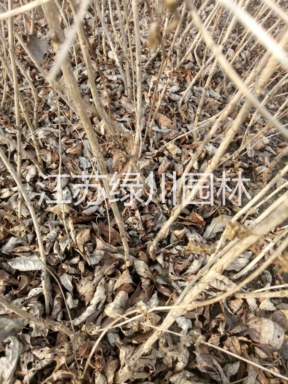 江蘇種植基地江蘇紅瑞木 江蘇紅王子錦帶 江蘇小灌木紅王子錦帶 江蘇種植基地大量供應紅王子錦帶