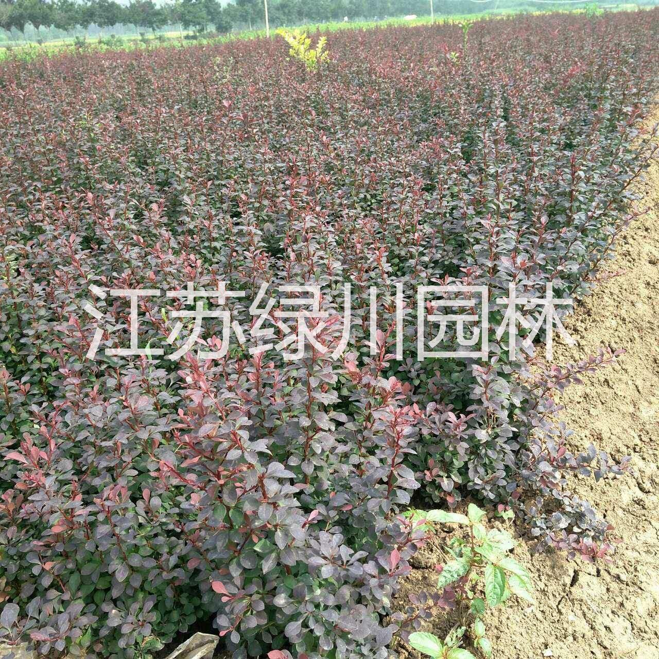 江蘇紅葉小檗種植基地 江蘇紅葉小檗優(yōu)質(zhì)種苗 江蘇紅葉小檗供應(yīng)商 大量供應(yīng)工程苗紅葉小檗