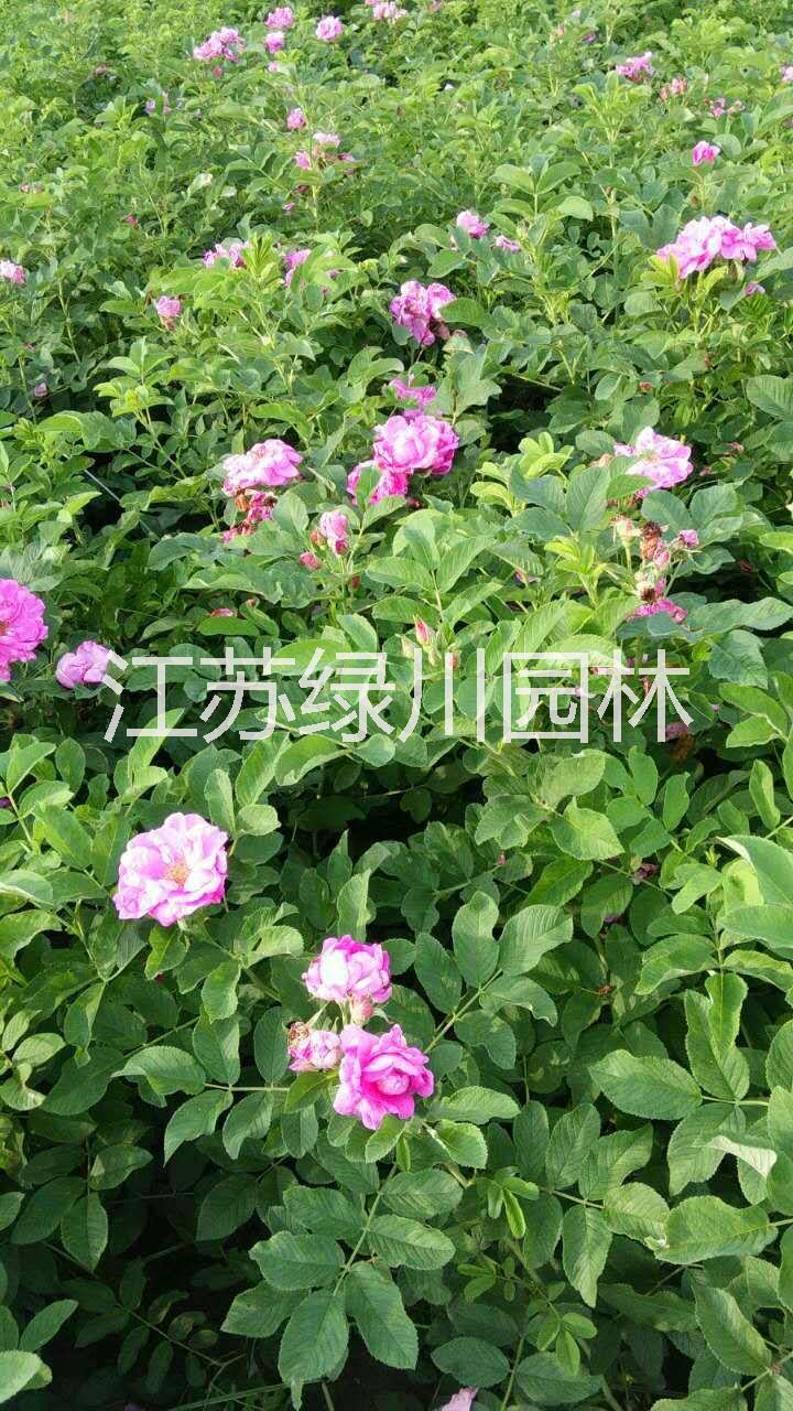 江蘇四季玫瑰種植基地供應四季玫瑰種苗 浙江園林花木四季玫瑰 江蘇種苗種植基地