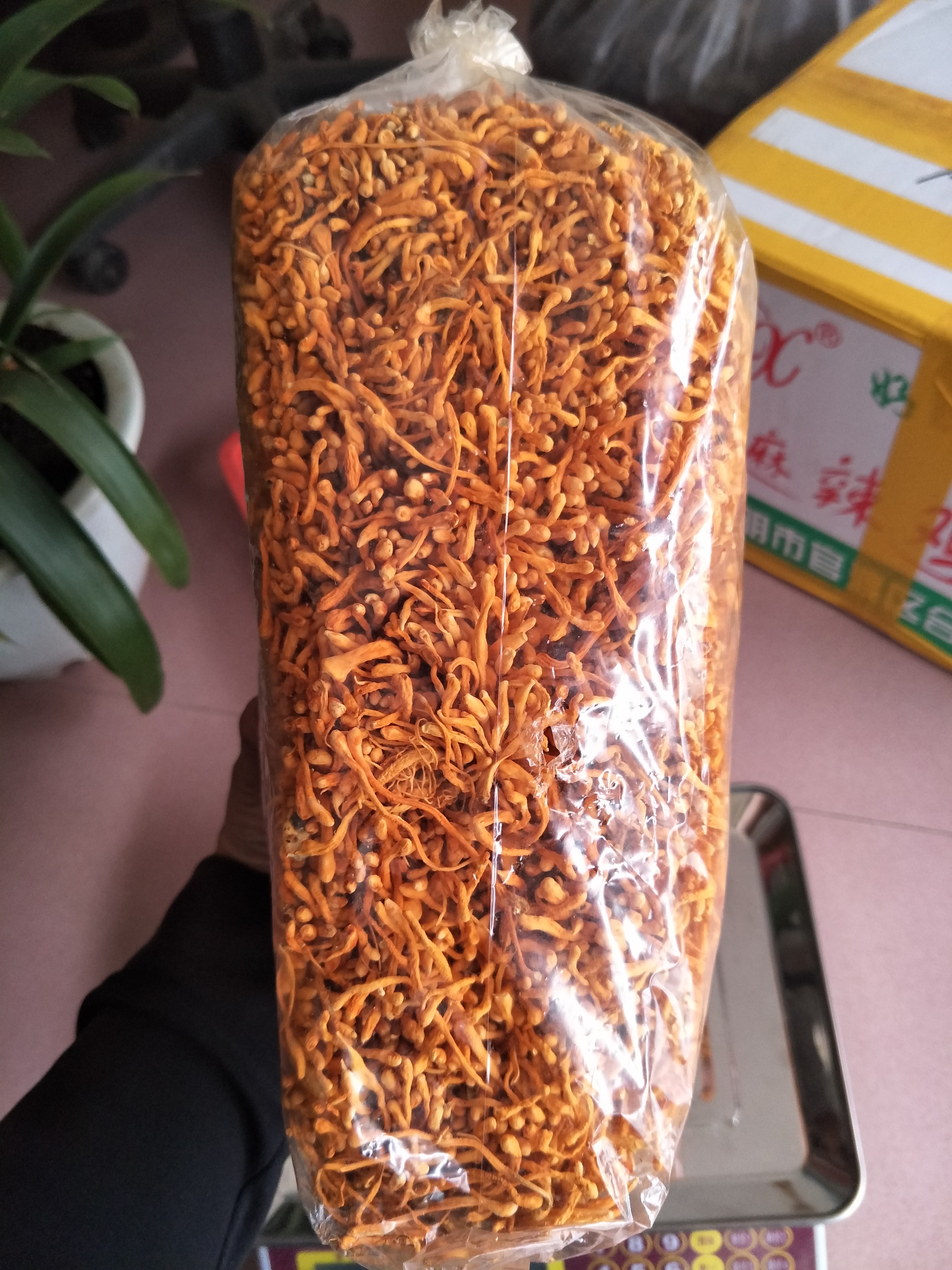 蟲草花 排草 蟲草花排草批發(fā) 蟲草花排草報價 蟲草花排草哪里好