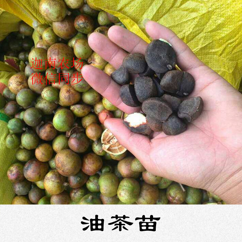 油茶苗基地 供應(yīng)商 種植 批發(fā)