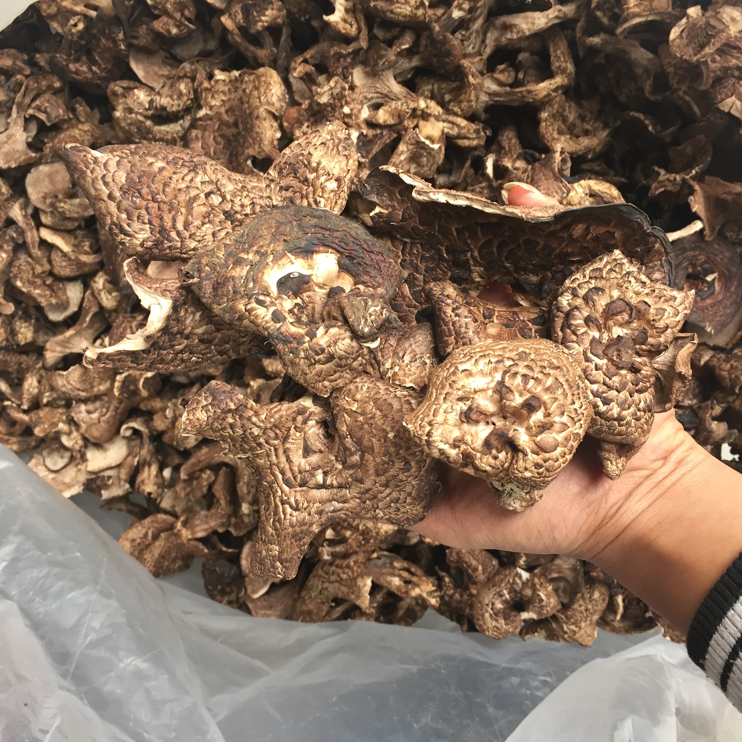 云南黑虎掌菌 黑虎掌菌批發(fā) 黑虎掌菌報(bào)價(jià) 黑虎掌菌哪里好