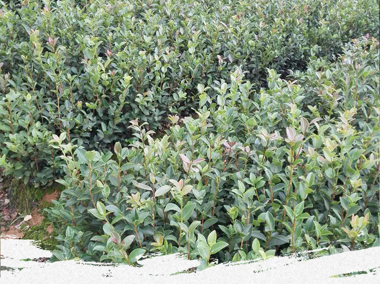 油茶苗基地 供應(yīng)商 種植 批發(fā)
