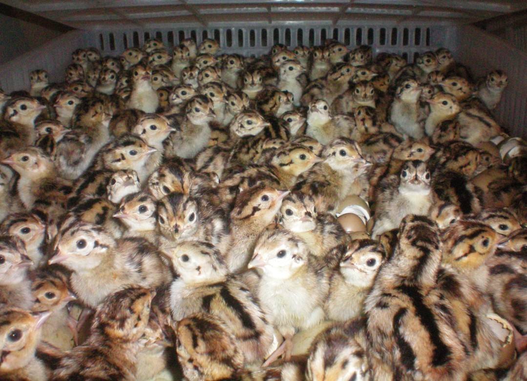 供應(yīng)四川*苗四川七彩山雞苗批發(fā)