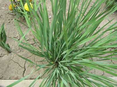 供應(yīng)馬蓮、馬蓮供應(yīng)商、直銷馬蓮