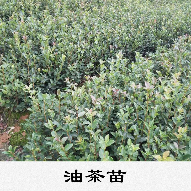油茶苗基地 供應(yīng)商 種植 批發(fā)