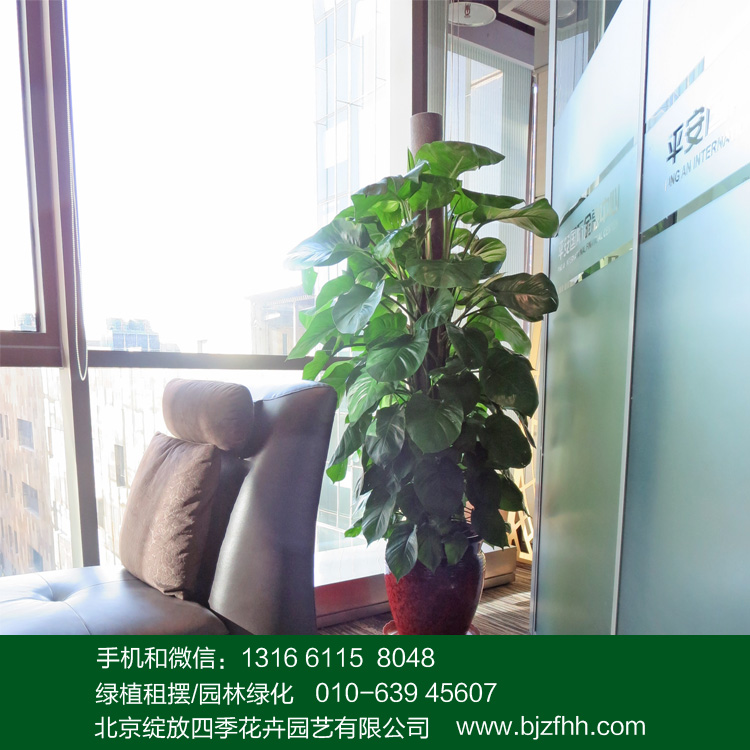 適合辦公室擺放的綠植大綠蘿