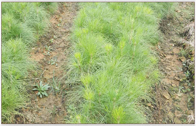 濕地松種子價(jià)格/江西濕地松種子/江西濕地松種子批發(fā)