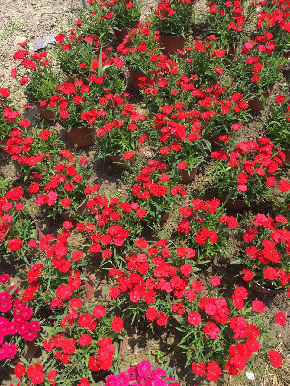 石竹花