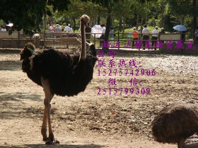 鴕鳥(niǎo)苗鴕鳥(niǎo)苗出售鴕鳥(niǎo)苗價(jià)格成年鴕鳥(niǎo)價(jià)格現(xiàn)在鴕鳥(niǎo)苗什么價(jià)格