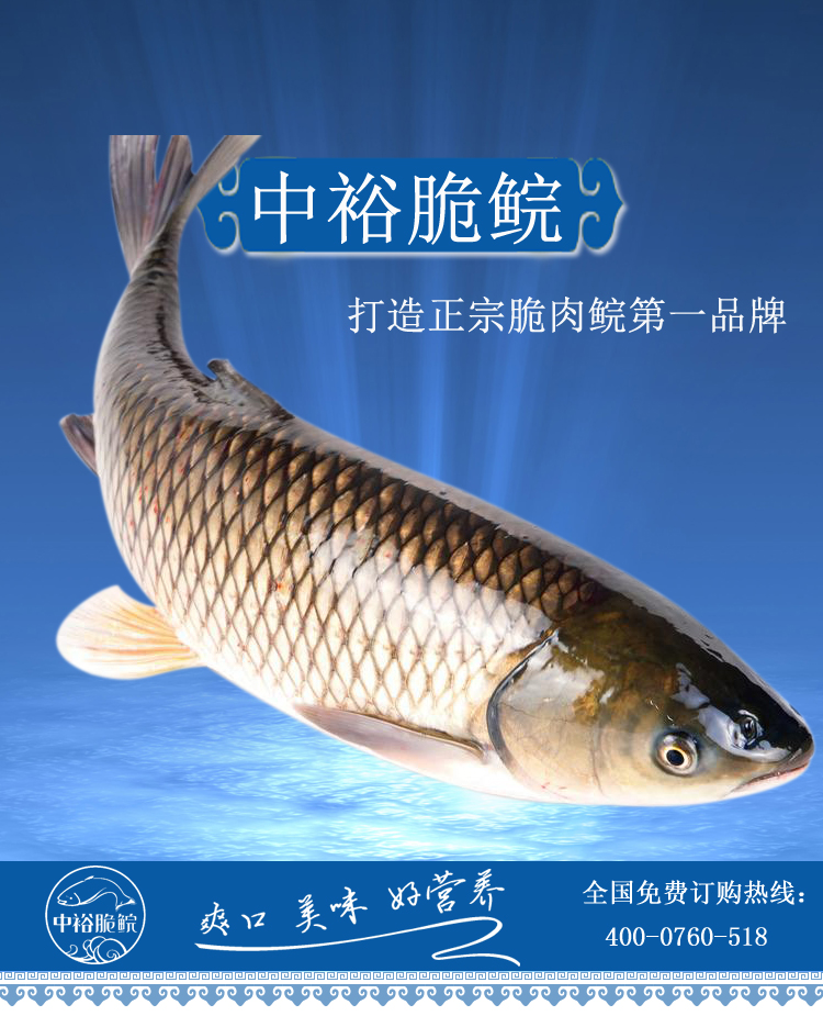 中山脆肉鯇 吊水脆魚 脆魚 中山脆肉鯇 吊水脆魚