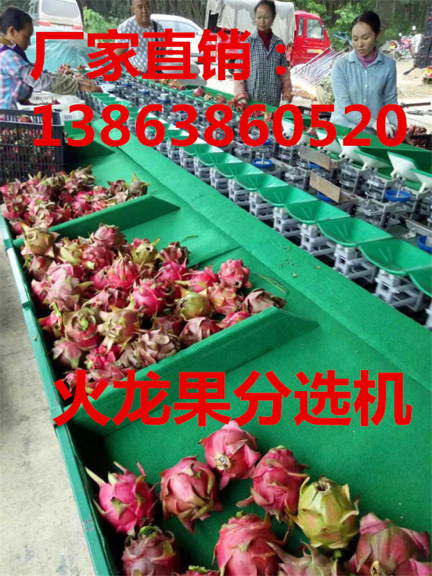 云南思茅無損傷的火龍果分選機(jī)廠家