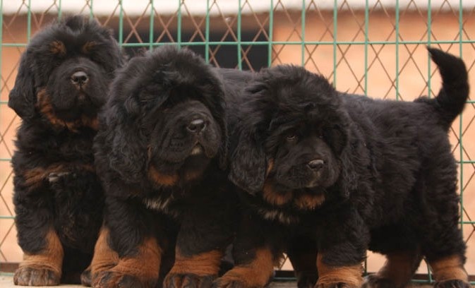 云南買狗網(wǎng)、云南哪里有純種藏獒犬出售、純種藏獒價格