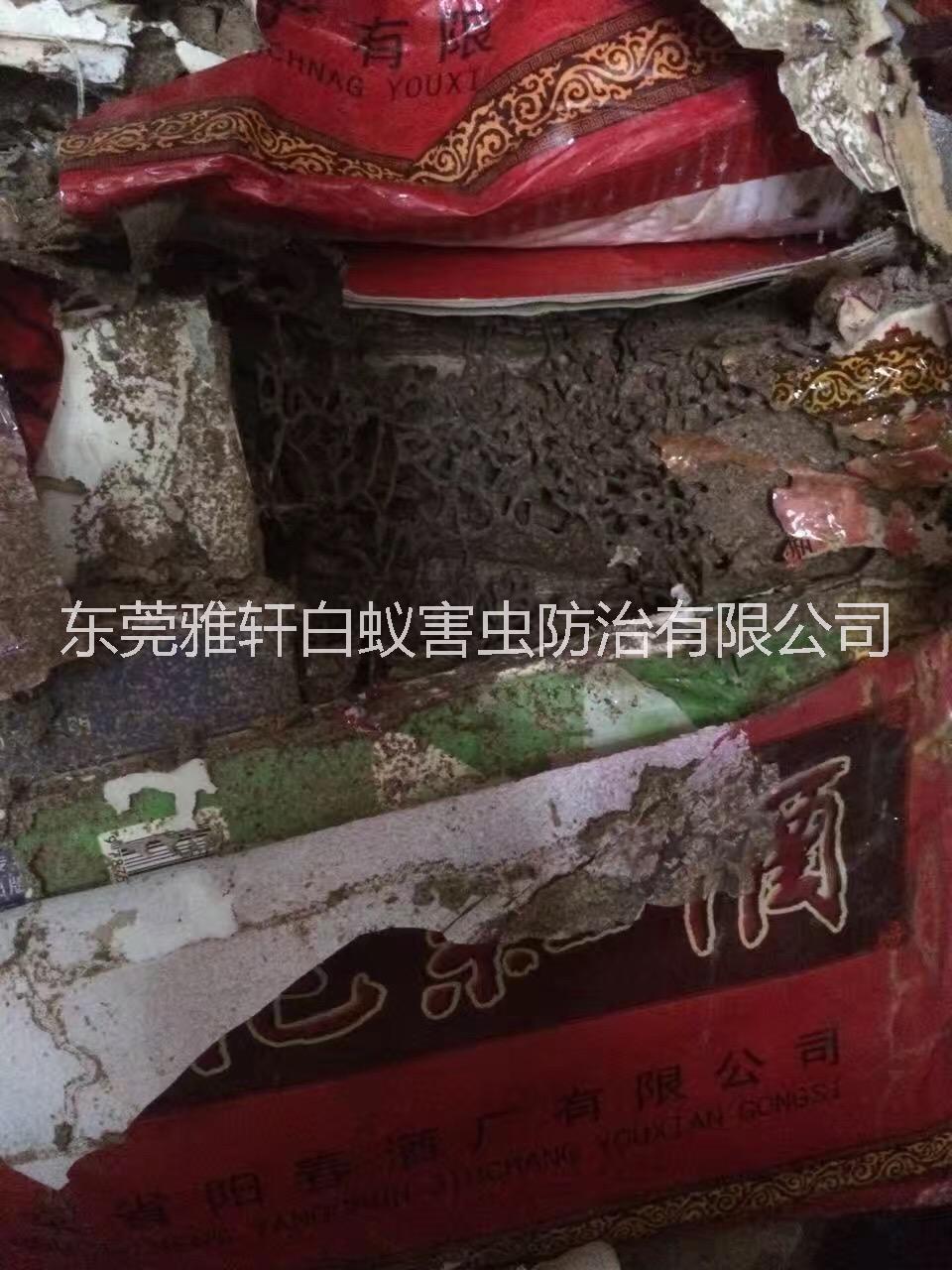 專業(yè)滅蟲滅白蟻滅鼠