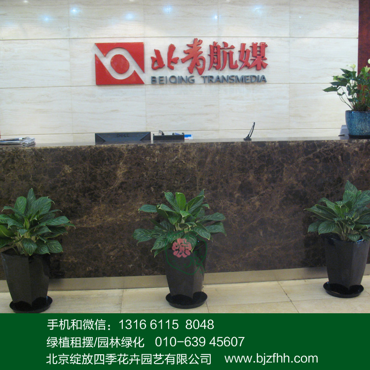 辦公室花卉出租前臺(tái)LOGO墻耐陰白雪公主萬(wàn)年青盆栽