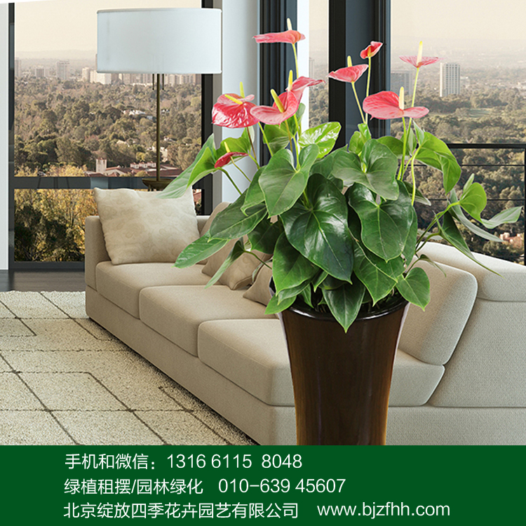 北京花卉租擺公司前臺(tái)/經(jīng)理室中小型開(kāi)花植物紅掌/火鶴盆栽