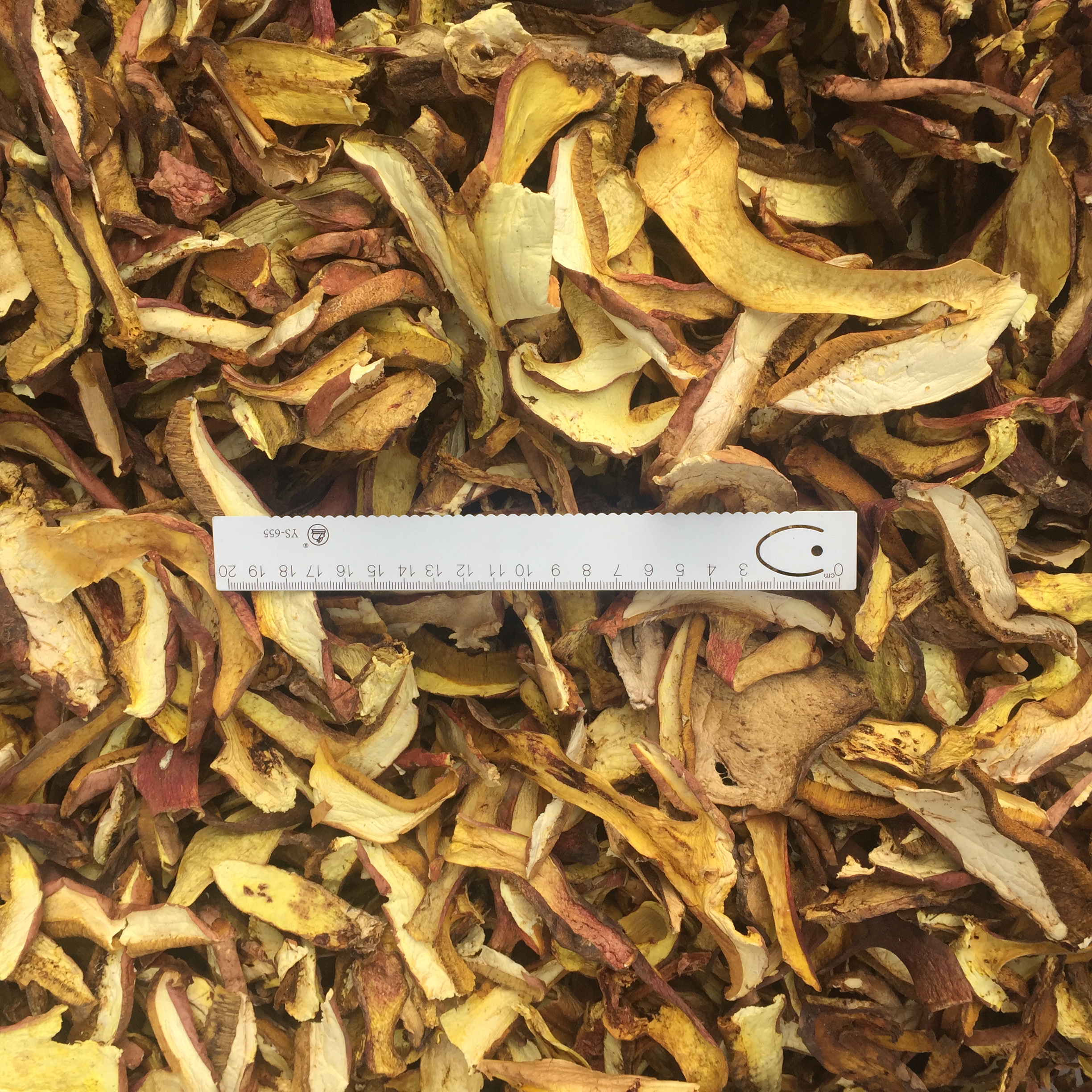 云南紅蔥菌 紅蔥菌批發(fā) 紅蔥菌報(bào)價(jià) 紅蔥菌供應(yīng)商 紅蔥菌哪里好