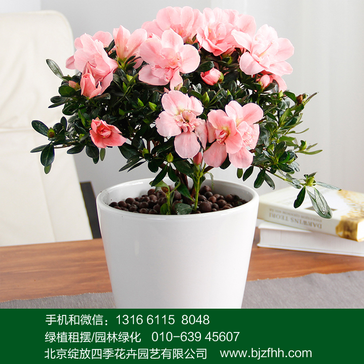 花卉租賃*花