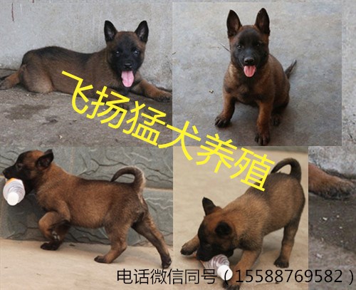 現(xiàn)在的杜高犬價格怎么樣