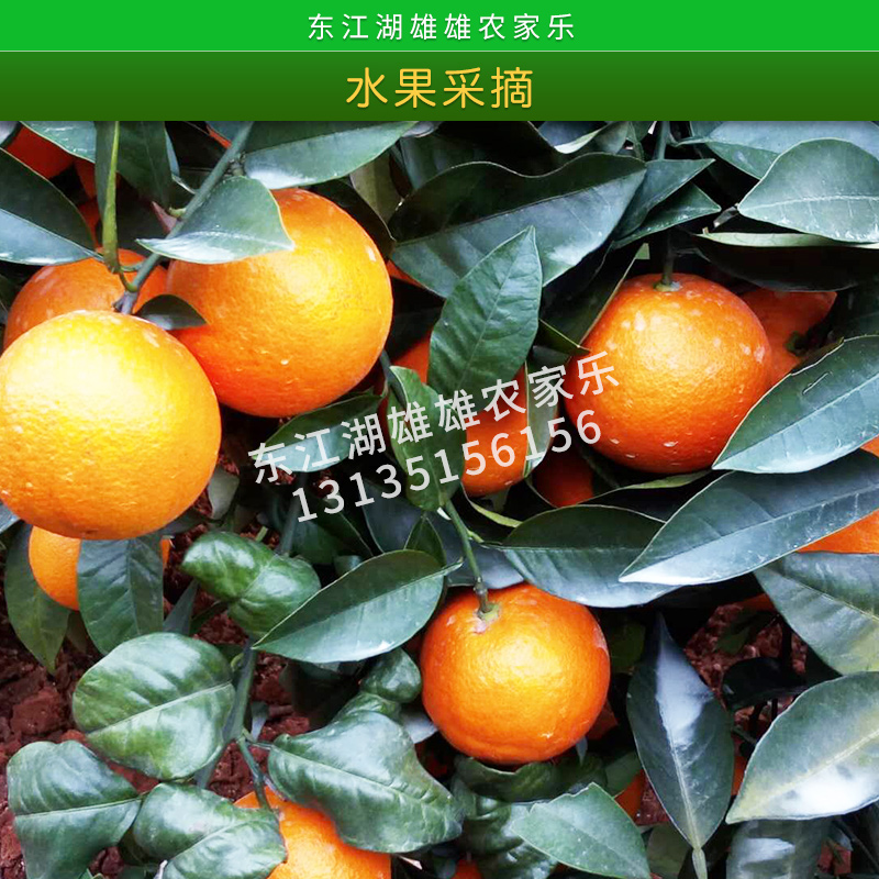水果采摘 脆爽多汁無(wú)污染*優(yōu)質(zhì)精選價(jià)格實(shí)惠果園采摘產(chǎn)地供應(yīng)