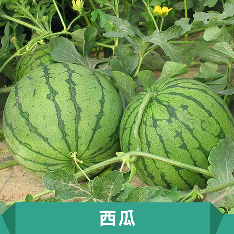 供應(yīng)西瓜批發(fā) 西瓜直銷 西瓜收購 西瓜種子 西瓜加盟