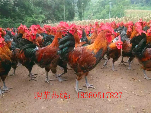 陜西寶雞青腳土雞苗價格,青腳土雞苗基地