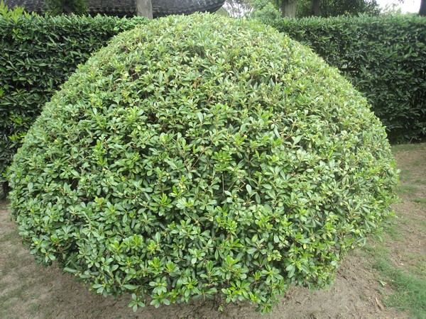 海桐球供應(yīng)商、海桐球種植基地、供應(yīng)海桐球報價