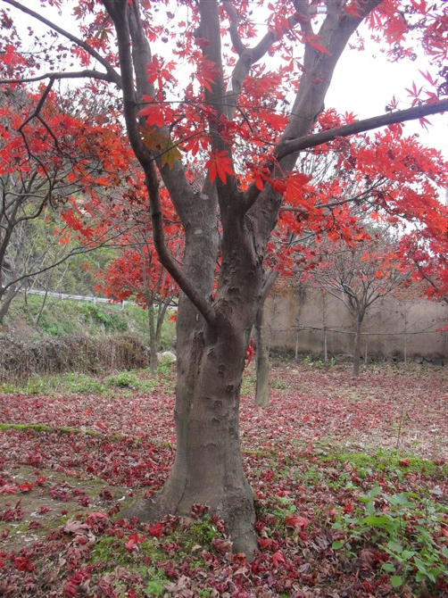 浙江紅楓供應商 紅楓基地 紅楓供應商 紅楓廠家