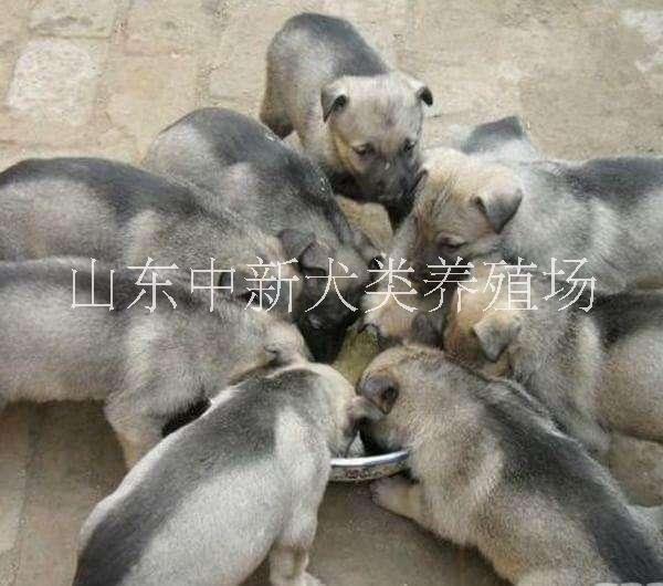 哪里有賣*青犬幼犬 *青犬好養(yǎng)嗎？