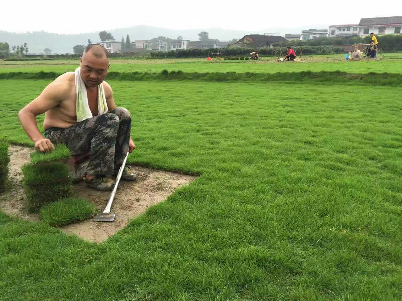 湖北馬尼拉草坪   湖北馬尼拉草坪供應(yīng)  湖北馬尼拉草坪價(jià)格