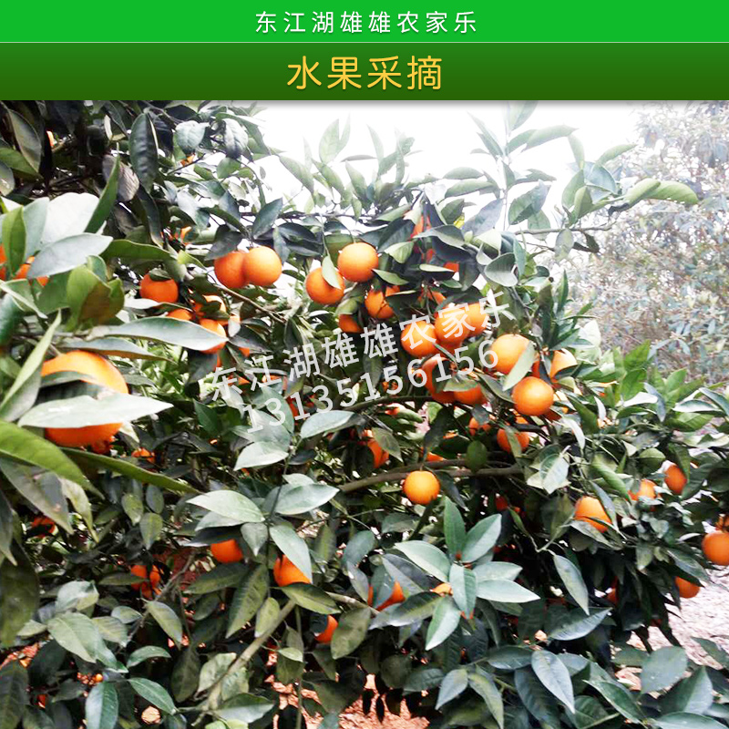 水果采摘 脆爽多汁無(wú)污染*優(yōu)質(zhì)精選價(jià)格實(shí)惠果園采摘產(chǎn)地供應(yīng)