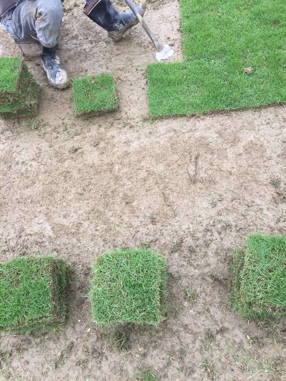 贛州草皮 贛州馬尼拉草皮價(jià)格 贛州馬尼拉草坪批發(fā)