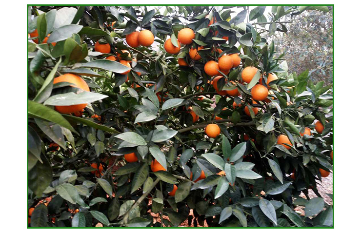 東江湖農(nóng)家樂【桃子種植基地，當(dāng)季水果采摘】