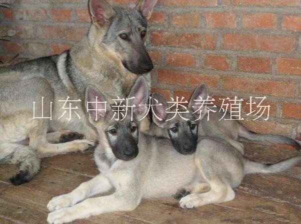 哪里有賣*青犬幼犬 *青犬好養(yǎng)嗎？