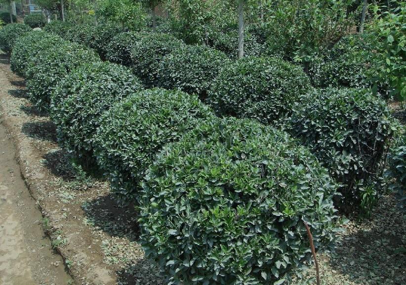 大葉黃楊球供應(yīng)商、供應(yīng)大葉黃楊球、大葉黃楊球基地批發(fā)