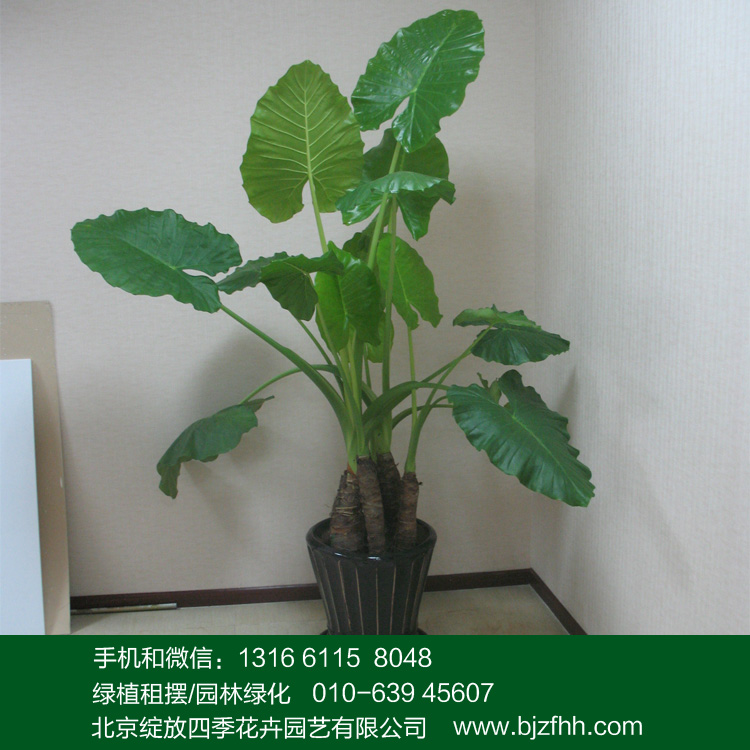 北京酒店綠植租擺適合的大型植物滴水觀音/*海芋