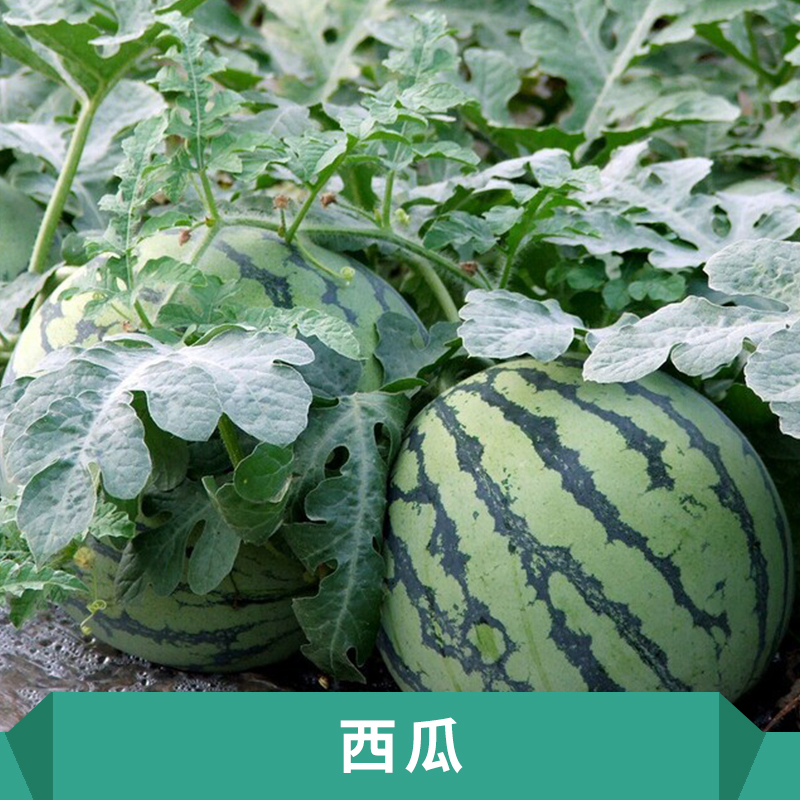 供應(yīng)西瓜批發(fā) 西瓜直銷 西瓜收購 西瓜種子 西瓜加盟
