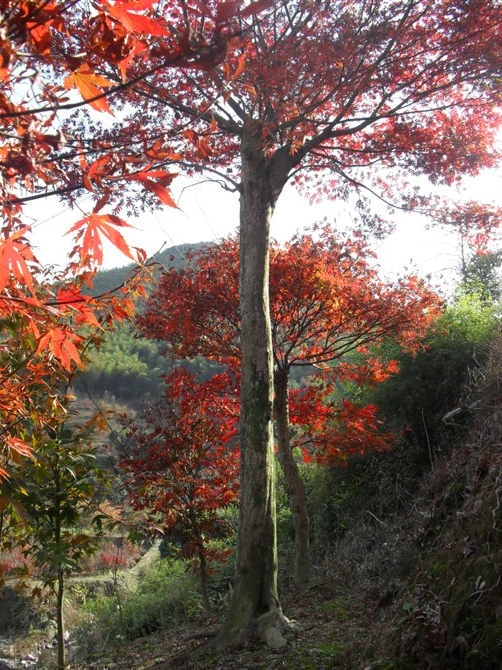 浙江紅楓基地 浙江紅楓供應商 紅楓批發(fā) 紅楓價格