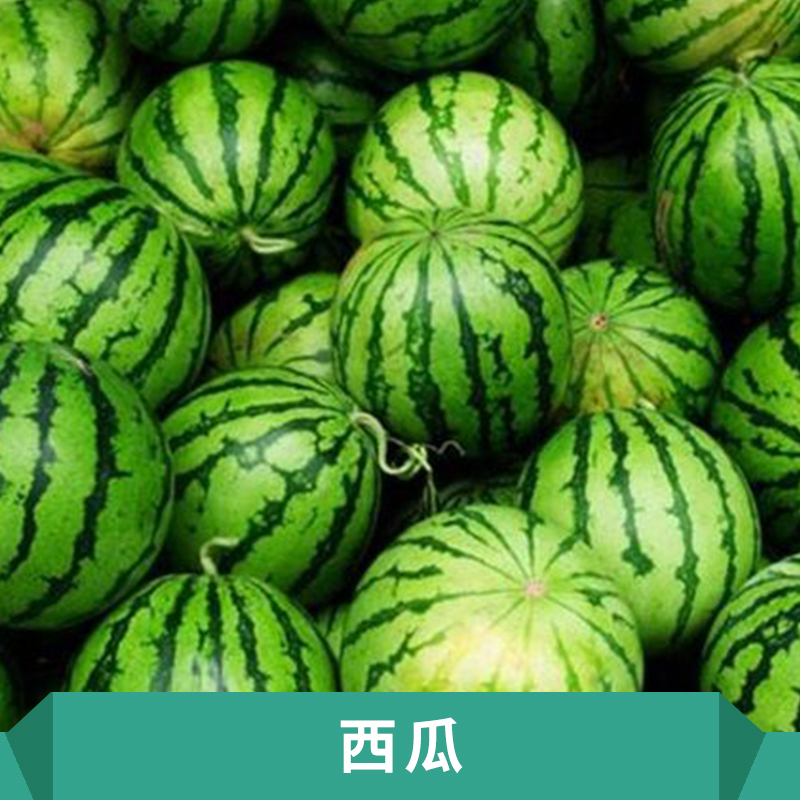 西瓜產(chǎn)地中早熟品種生長勢較強(qiáng)橢圓花皮大瓜價格實惠西瓜苗