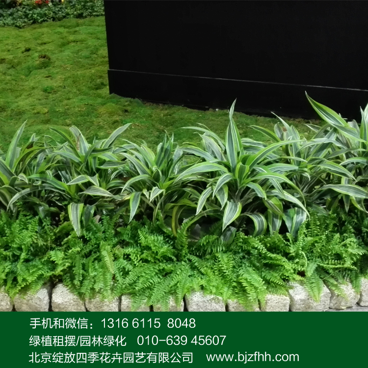 展覽會(huì)綠植租賃垂吊效果好的植物選擇波士頓蕨