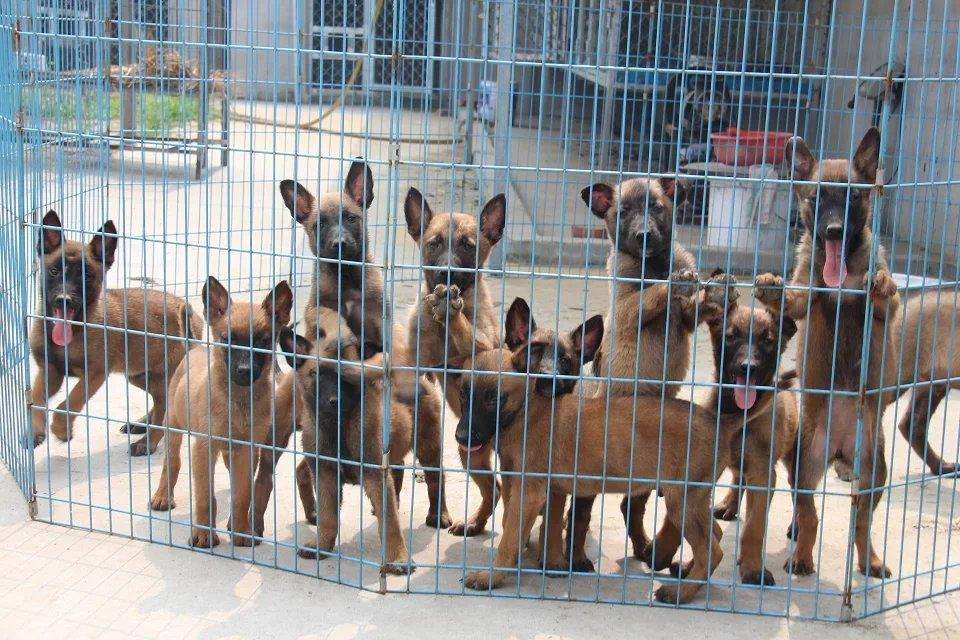 純種馬犬幼犬多少錢馬犬好養(yǎng)嗎 純種馬犬幼犬多少