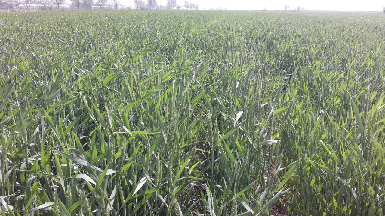 河北油菜種植   玉米種植   小麥種植