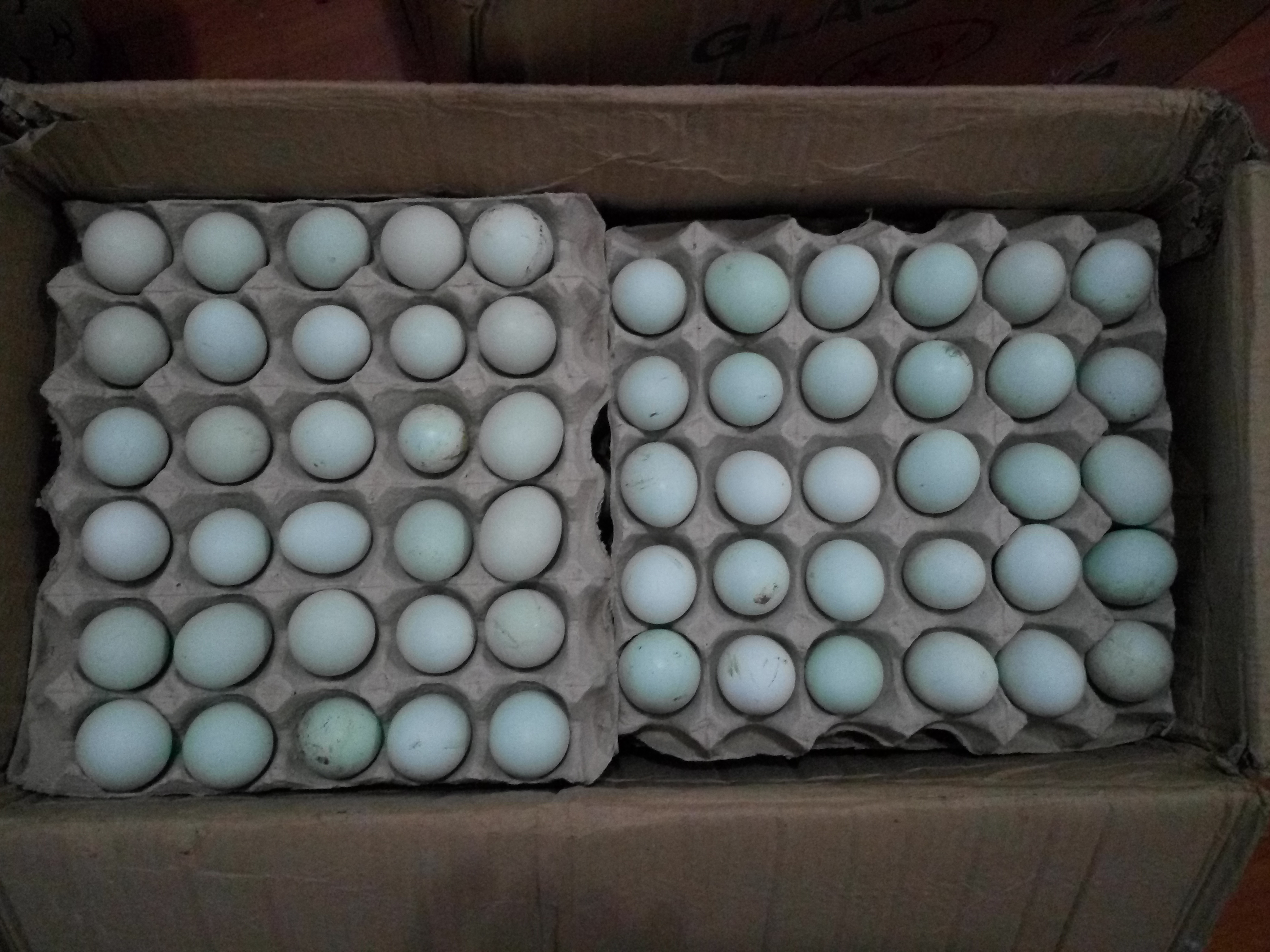 供應綠殼蛋雞種蛋、受精蛋